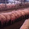 свиньи, поросята, мелковес (оптом) в Самаре