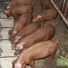 свиньи 5-120кг (распродажа) в Пензе 2