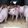 свиньи, поросята, свиноматки 5-300кг в Самаре 9