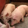 свиньи, Свиноматки, Поросята (оптом) в Самаре 9