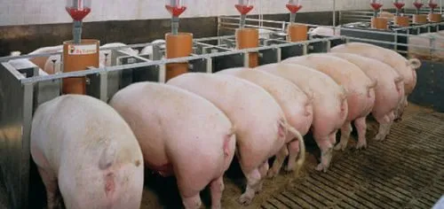 новый Свинокомплекс реализует свиней  в Димитровграде