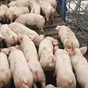поросята 5-40 кг, свиньи (оптом) в Москве и Московской области