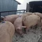 поросята 5-40 кг, свиньи (оптом) в Москве и Московской области 2