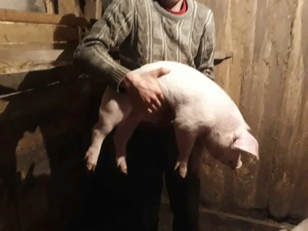 свиньи от 110...кг в Димитровграде