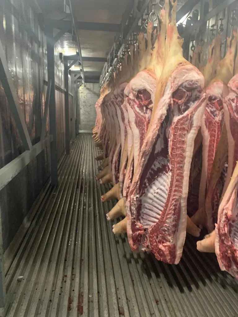 фотография продукта Продаем мясо-сальных свиней живым весом