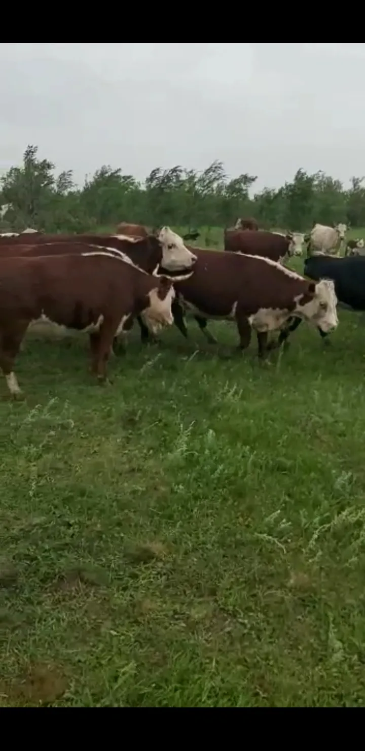 коровы герефорд на разведение в Ульяновске и Ульяновской области