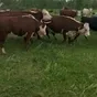 коровы герефорд на разведение в Ульяновске и Ульяновской области