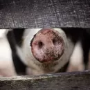 На границе с Ульяновской областью выявили очаг африканской чумы свиней
