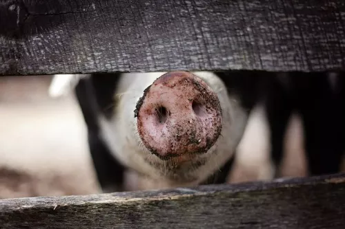 На границе с Ульяновской областью выявили очаг африканской чумы свиней