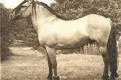 Фотография продукта коней живым весом  2.2 $/кг