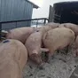 свиноматки, свиньи, поросята (оптом) в Самаре 5