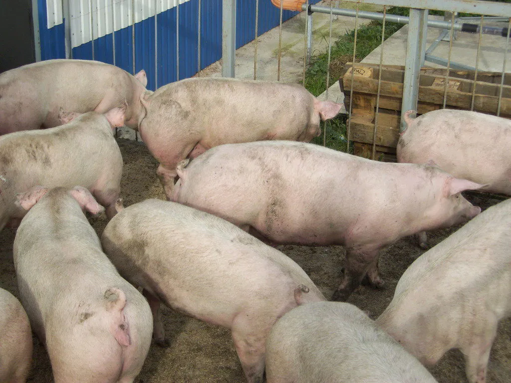 фотография продукта Свиньи 80-130 кг (живок ) 