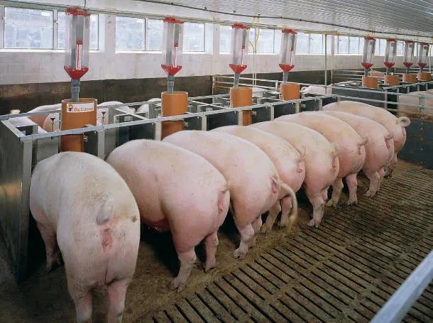 свиньи 5-120кг (распродажа) в Пензе