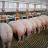 свиньи 5-120кг (распродажа) в Пензе