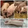 свиньи, поросята, мелковес ( оптом )  в Ульяновске 8