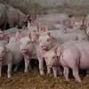 свиньи, поросята, мелковес ( оптом )  в Ульяновске 5