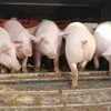 свиньи, поросята, мелковес ( оптом )  в Ульяновске 4