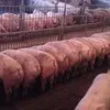 свиньи, поросята, мелковес ( оптом )  в Ульяновске 6