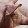 свиньи, поросята, мелковес ( оптом )  в Ульяновске