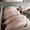 свиньи, поросята, мелковес ( оптом )  в Ульяновске 3