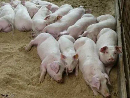 фотография продукта Свиньи,поросята, свиноматки