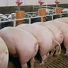 свиньи в живым весом в Самаре