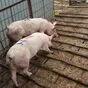 свиньи, свиноматки, поросята ( жирные) в Димитровграде 2