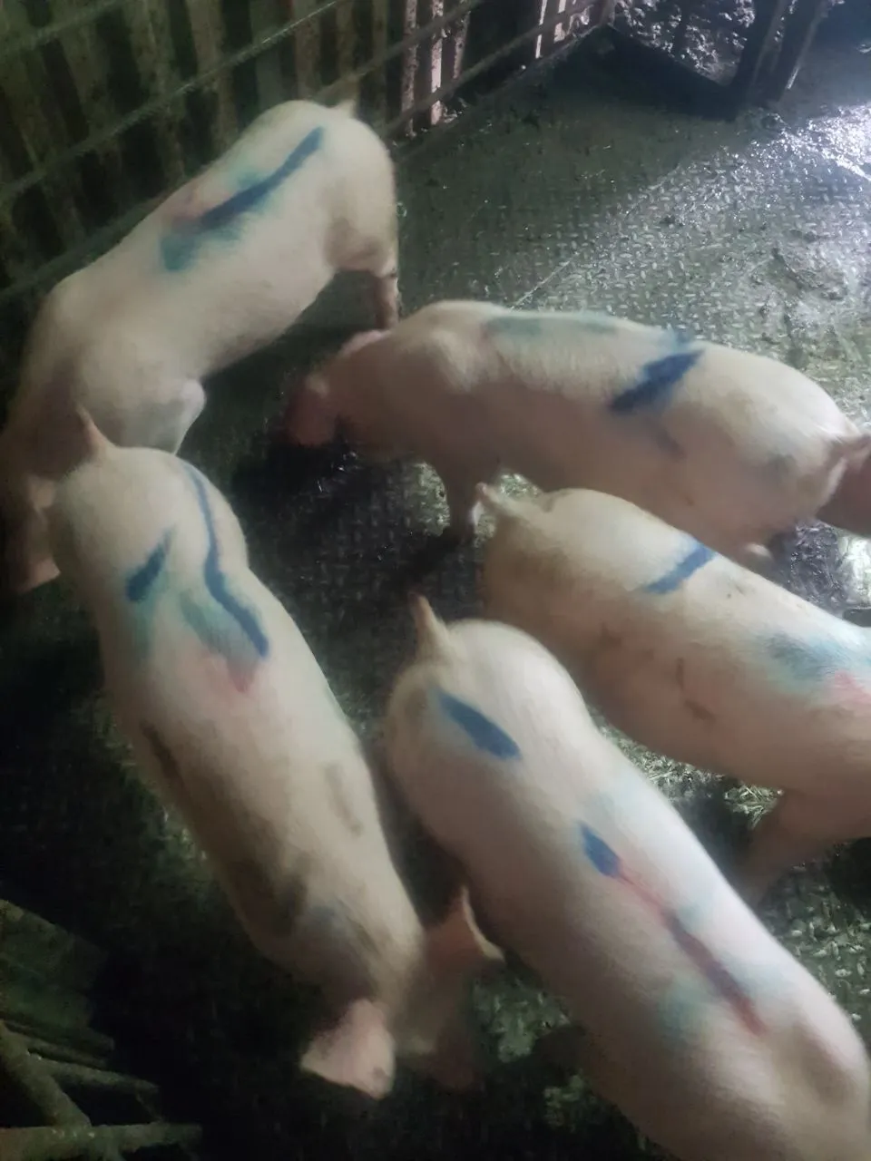 свиньи, свиноматки, поросята ( жирные) в Димитровграде 7
