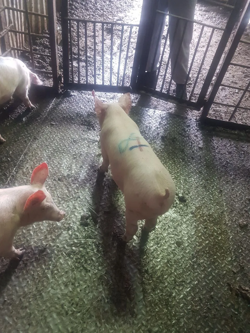 свиньи, свиноматки, поросята ( жирные) в Димитровграде 5