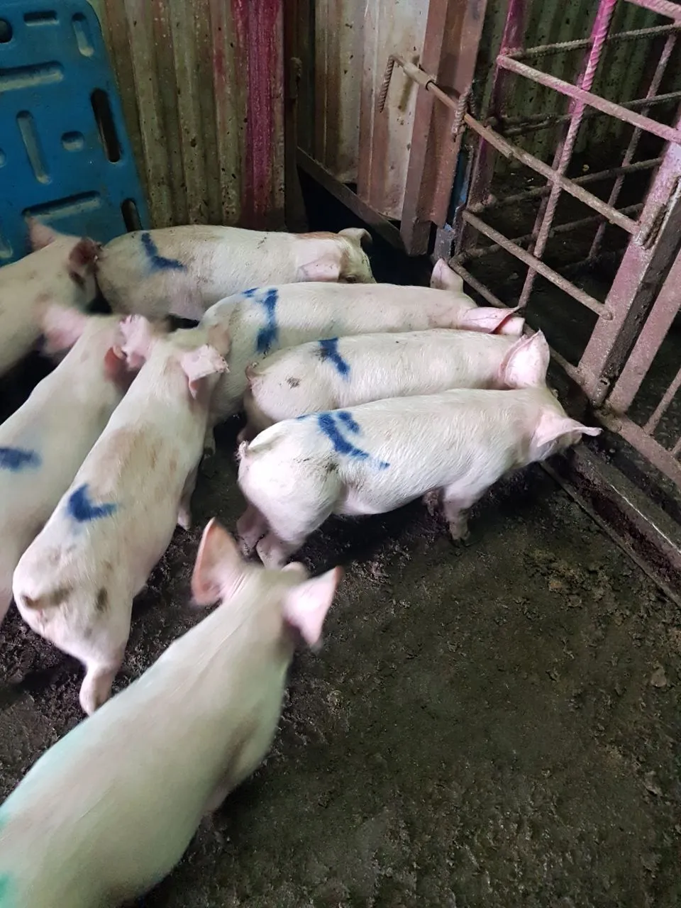 свиньи, свиноматки, поросята ( жирные) в Димитровграде 4