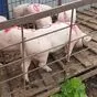 свиньи, свиноматки, поросята ( жирные) в Димитровграде 2