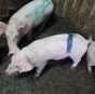 свиньи, свиноматки, поросята ( жирные) в Димитровграде