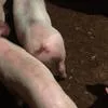 свиньи, свиноматки, поросята ( жирные) в Димитровграде 10