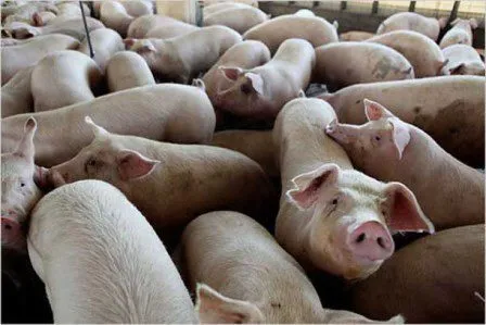 свиньи , поросята, свиноматки  в Саратове и Саратовской области 6