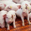 свиньи , поросята, свиноматки  в Саратове и Саратовской области 9