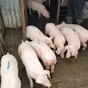 свиньи , поросята, свиноматки  в Саратове и Саратовской области 3