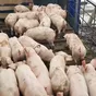 поросята, свиноматки, свиньи( оптом) в Ярославле и Ярославской области 4