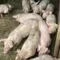 поросята, свиноматки, свиньи( оптом) в Ярославле и Ярославской области 8