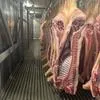 продаем мясо-сальных свиней живым весом в Димитровграде