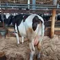 коровы выбраковка на убой Ульяновск в Ульяновске