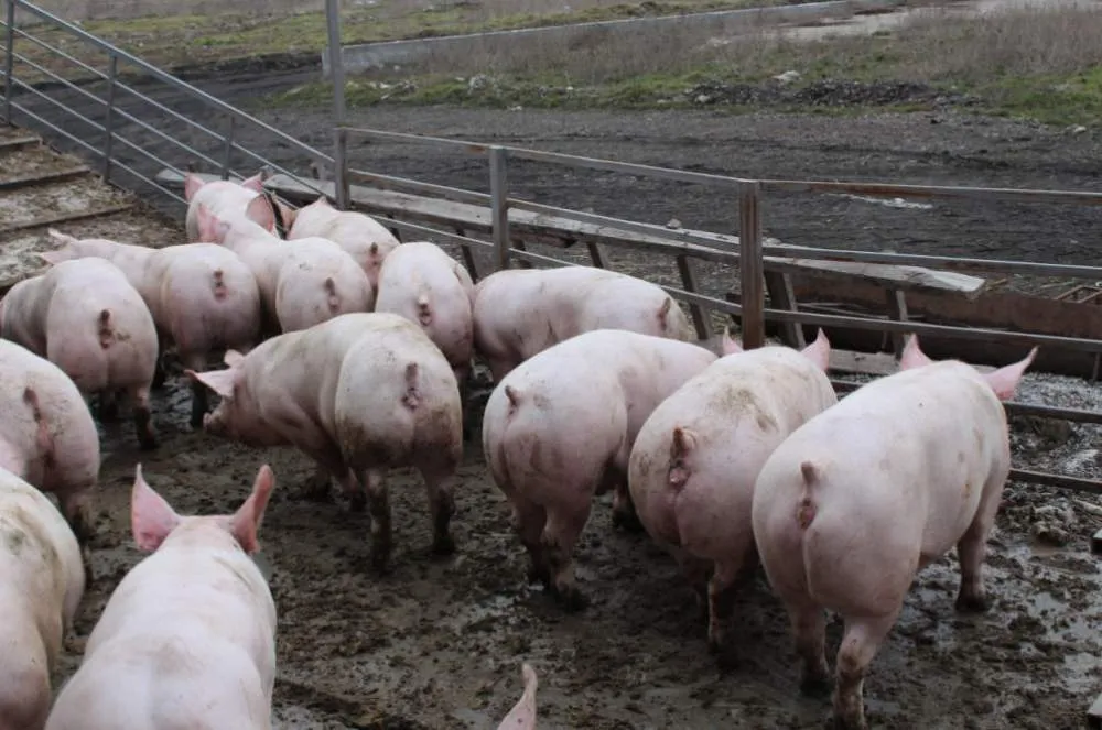 свиноматки, свиньи, поросята от 5-280 кг в Казани и Республике Татарстан 10