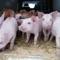 свиноматки, свиньи, поросята от 5-280 кг в Казани и Республике Татарстан 3