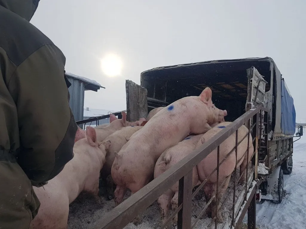 свиноматки, свиньи, поросята от 5-280 кг в Казани и Республике Татарстан 4