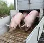 свиноматки, свиньи, поросята от 5-280 кг в Казани и Республике Татарстан 9
