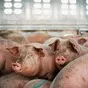 свиноматки, свиньи, поросята от 5-280 кг в Казани и Республике Татарстан 8