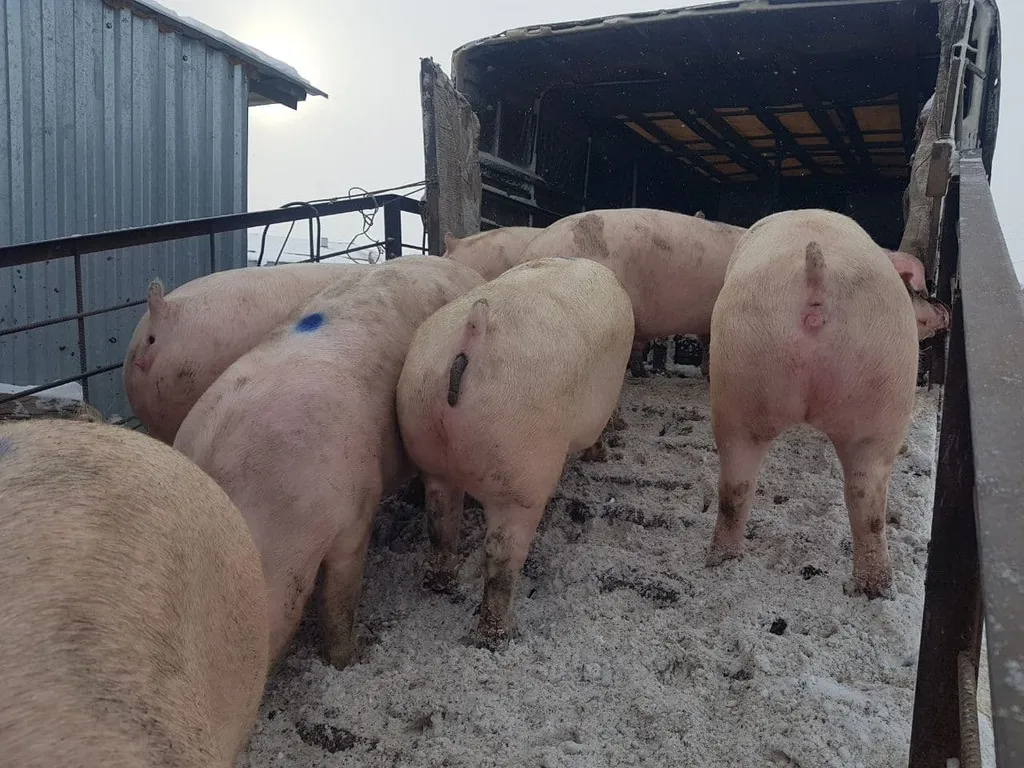 свиноматки, свиньи, поросята от 5-280 кг в Казани и Республике Татарстан 5