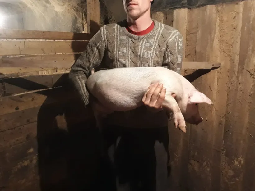 свиноматки, свиньи, поросята от 5-280 кг в Казани и Республике Татарстан 2