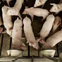 свиноматки, свиньи, поросята от 5-280 кг в Казани и Республике Татарстан