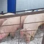 свиноматки, свиньи, поросята от 5-280 кг в Казани и Республике Татарстан 6