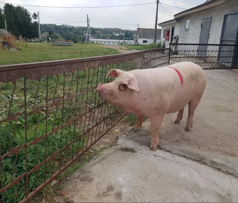 Фотография продукта Свиноматки, свиньи (опт)